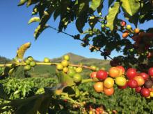 Arabica ou Robusta : les différentes variétés de caféiers